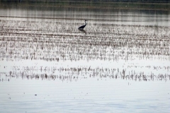 Stalking-heron