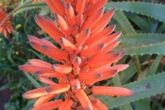Aloe-Arborescens-by-Pat-Robinson