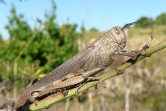 Locust-Vandra-Quilter