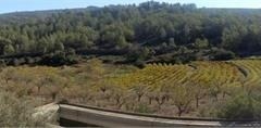 12-Panoramic-view-of-vineyards