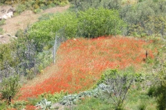 G33-Zoom-in-on-the-Poppies