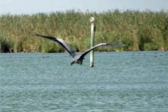 16-heron-take-off