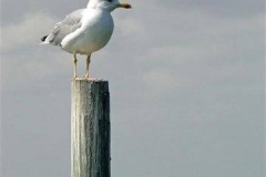 17-gull-on-a-pole