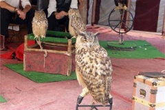 11a-Three-wise-owls