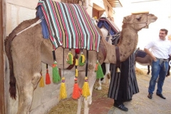12a-Humpy-the-camel
