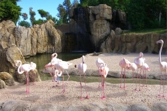 04-Flamingos