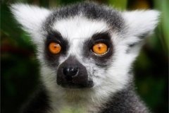 06-Lemur