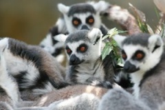 07-Lots-of-Lemurs