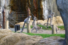 08-Ring-Tailed-Lemurs