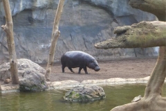 15-Pigmy-Hippo