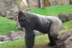 18-Gorilla-looking-at-the-humans