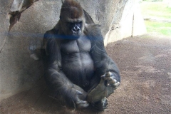 20-Gorilla-picking-his-toes