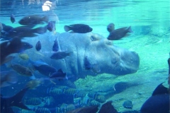 22-Hippo-resting-underwater