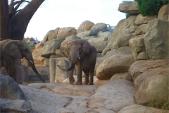 24-Elephants