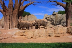 26-Elephants-enclosure-from-the-other-side