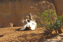 30-A-lone-meerkat-keeps-watch