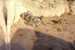 36-A-meerkat-scrum
