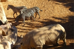 44-Rhino-and-zebras