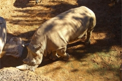 45-White-Rhino