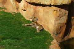 48-Hyena-resting-in-the-sun