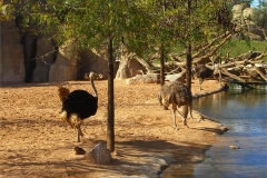 55-Ostriches