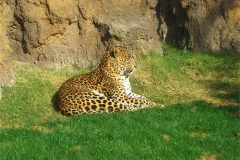 58-Leopard-enjoying-the-sun