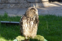 53-Owl-long-eared