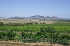 1_B05-To-the-Vineyards