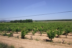 B02-Some-Vineyards