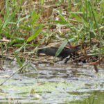 Permalink to: Birdwatchers have a field day!