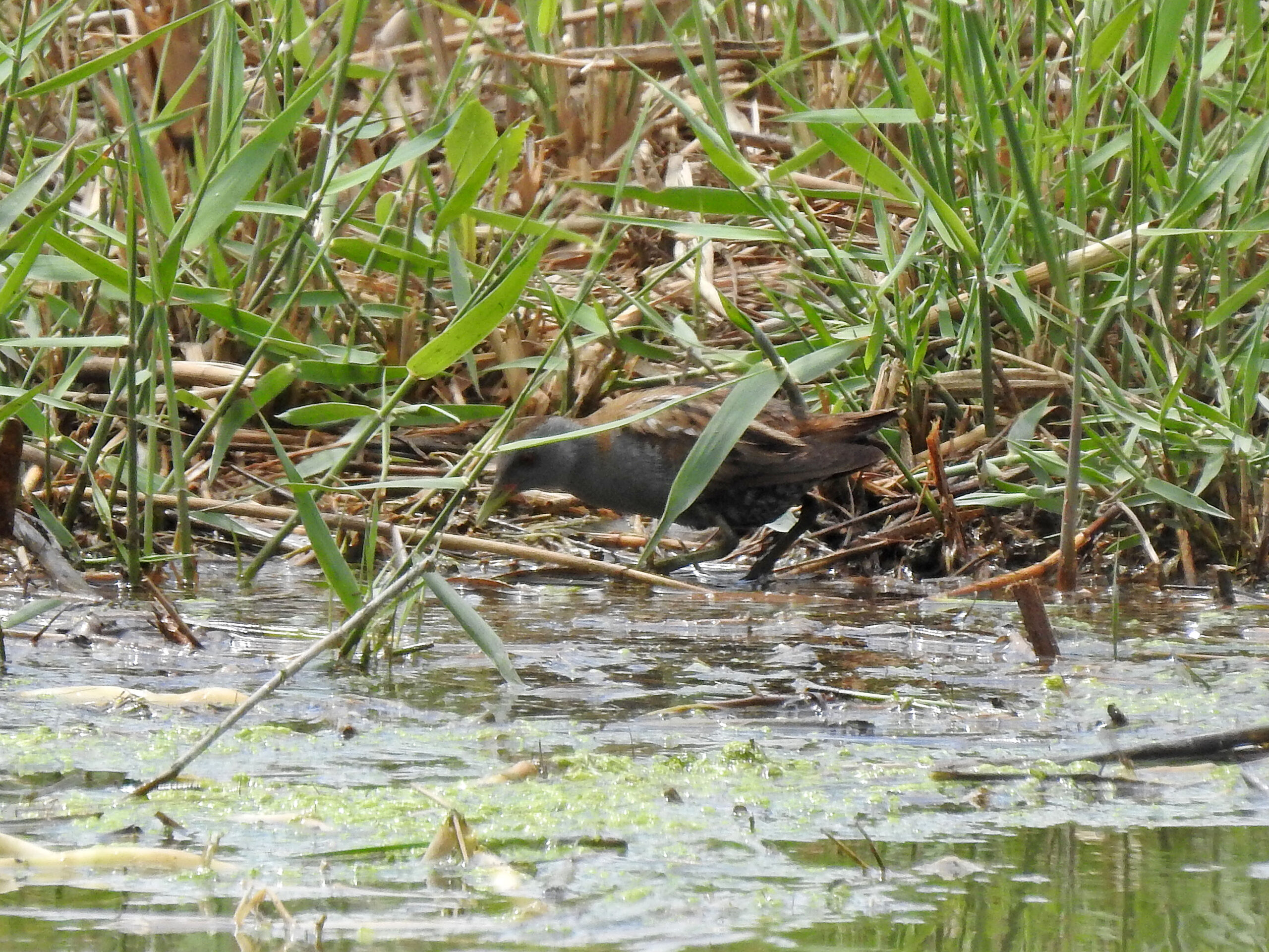 Birdwatchers have a field day!