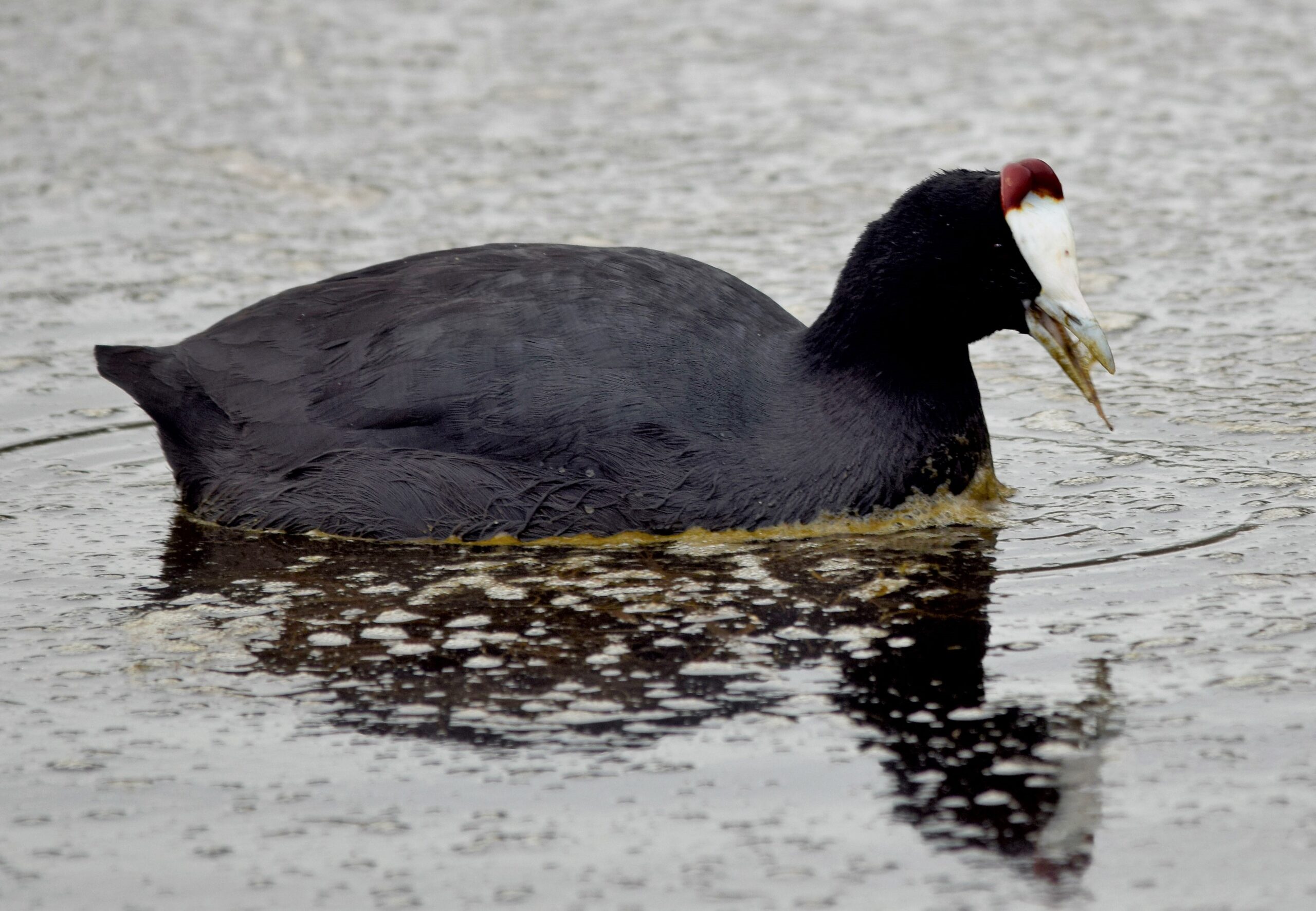 Winter delight for birdwatchers