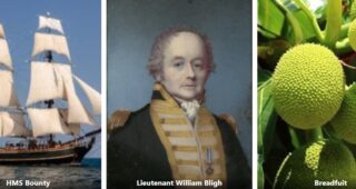 Breadfruit and Banks, Bligh and the Bounty
