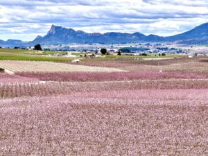 Colourful Cieza with orchards full of pink peach and white apricot blossom!