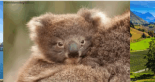 Tuesday Travellers’ Tales presentation: Cruising from Australia to New Zealand. Tuesday Travellers’ Tales presentation: Cruising from Australia to New Zealand.