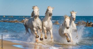 New SC&C tour: From the Costa Blanca coast to the Camargue in France New SC&C tour: From the Costa Blanca coast to the Camargue in France