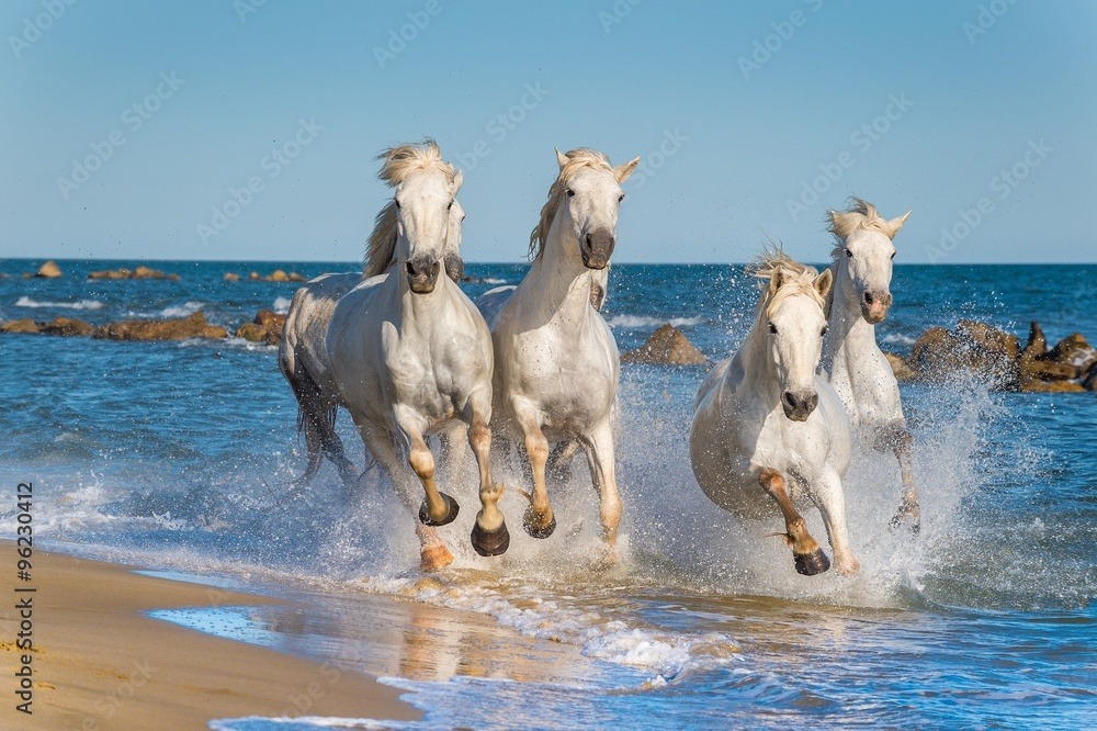 New SC&C tour: From the Costa Blanca coast to the Camargue in France