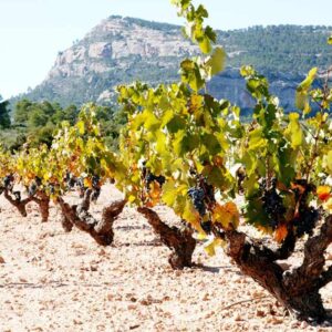 Thursday WAGS Bodega Castaño