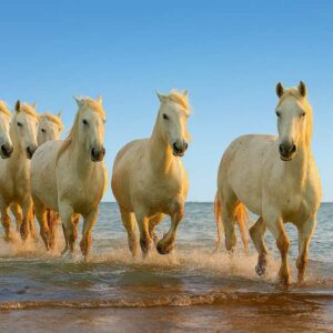 SC&C - The Camargue Tour - May