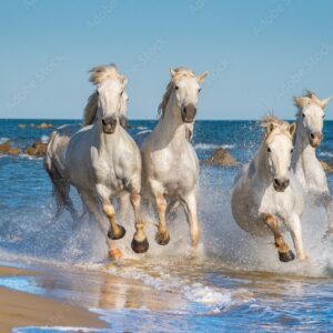 SC&C trip to the Camargue, France May - Deposit