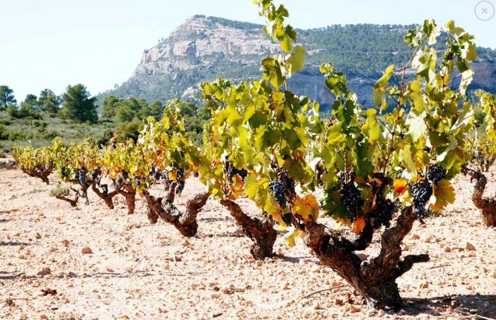 Thursday WAGS Bodega Castaño