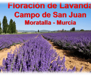 SC&C - Floración de Lavanda, Double Room