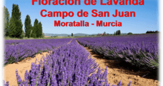 New SC&C trip: Floración de Lavanda
