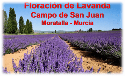 New SC&C trip: Floración de Lavanda