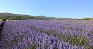 Lovely weekend in the lavender fields!