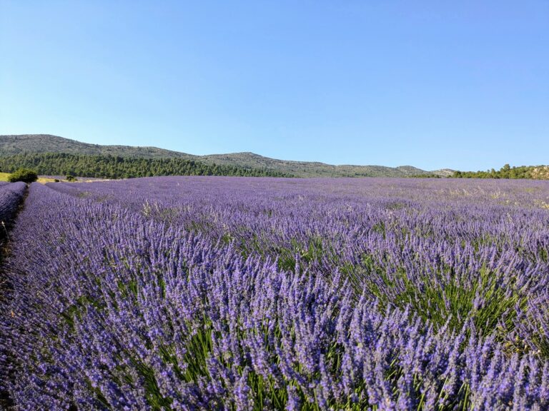 Lovely weekend in the lavender fields!