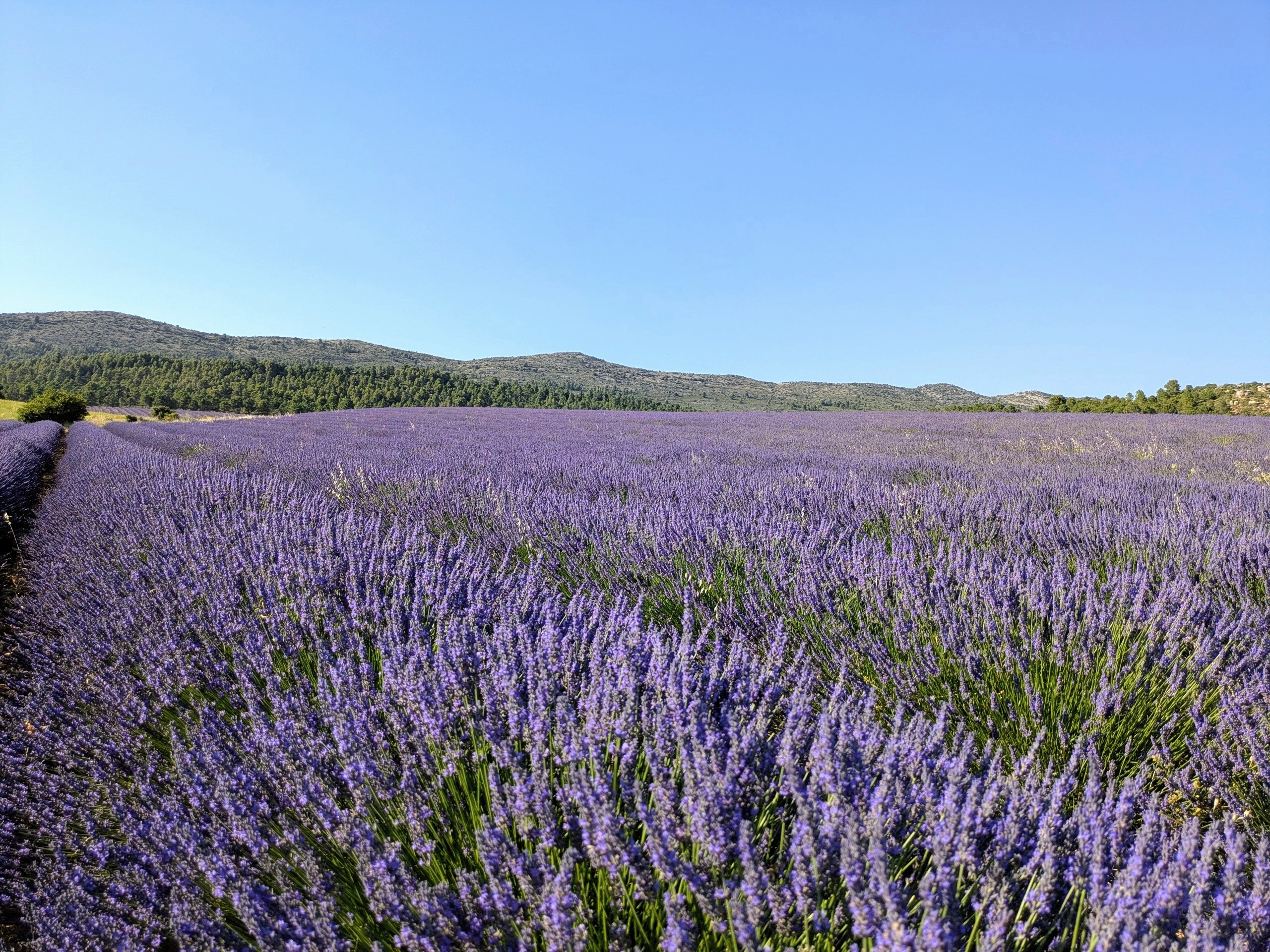 Lovely weekend in the lavender fields!