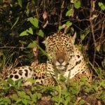 Travellers Tales: Brazil – the Amazon and in search of jaguars in the Pantanal