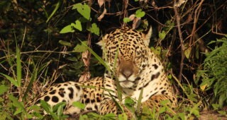 Travellers Tales: Brazil – the Amazon and in search of jaguars in the Pantanal
