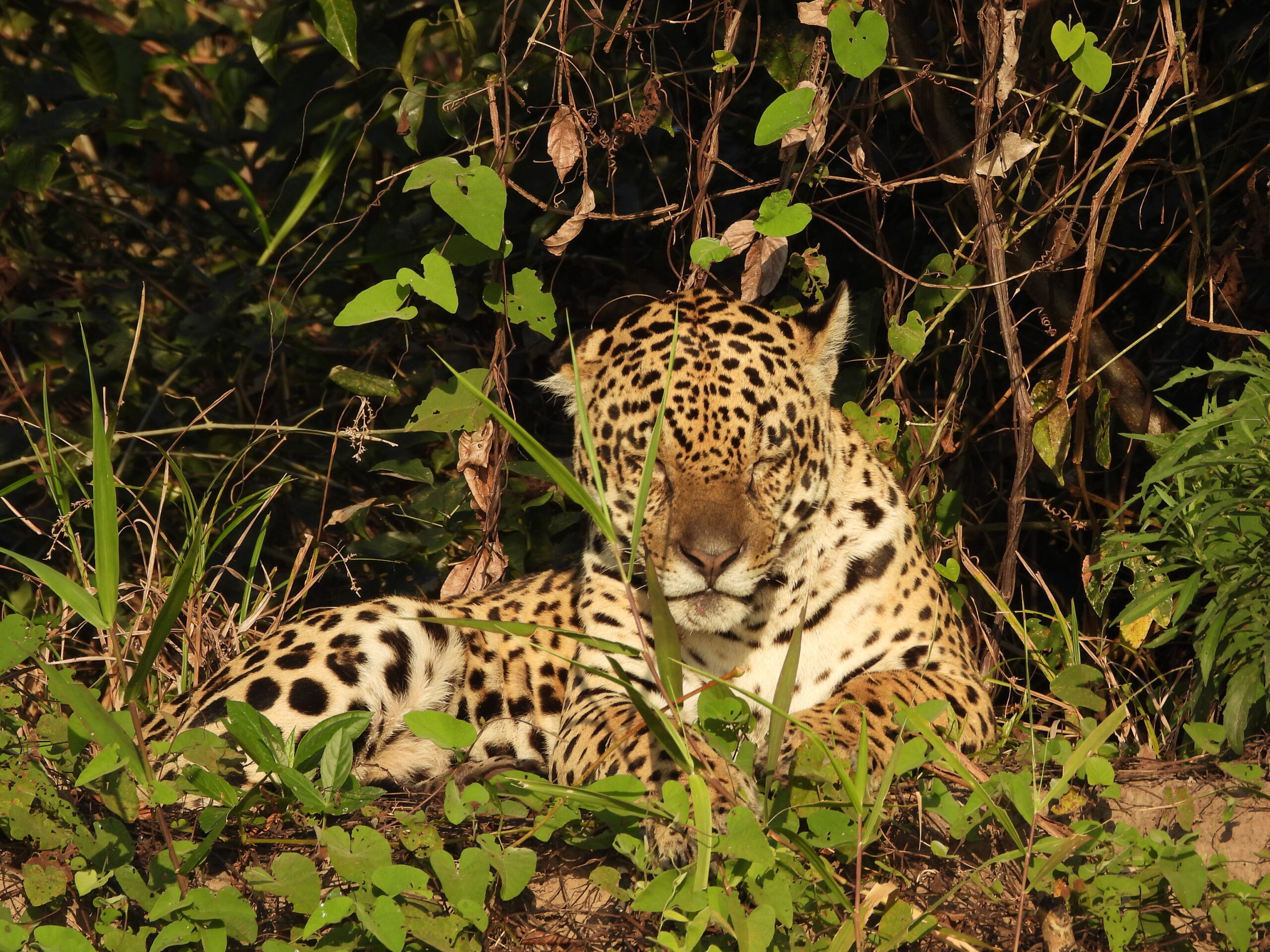 Travellers Tales: Brazil – the Amazon and in search of jaguars in the Pantanal
